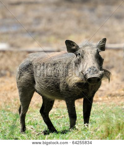 Warthog