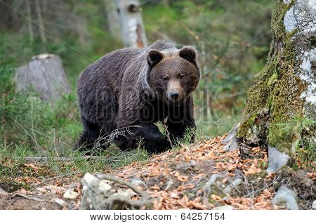 Brown Bear
