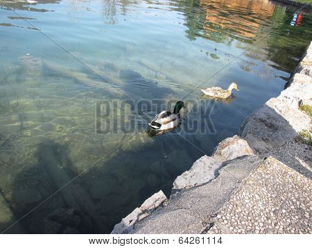 Duck On The Lake On Sunset