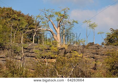 Moringa Tree