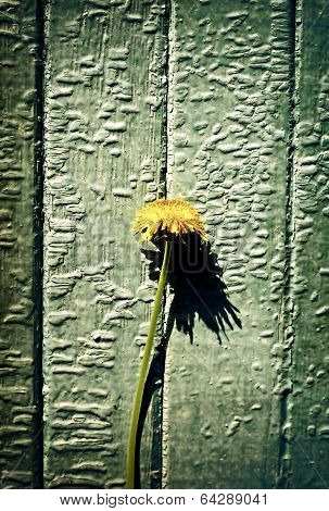 Vintage Photo Of Dandelion