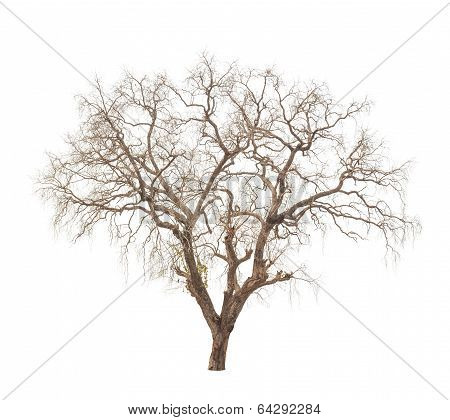 Old And Dead Tree Isolated On White Background