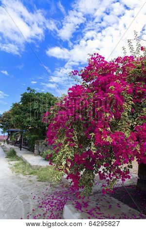 Streets of Samosir Island.