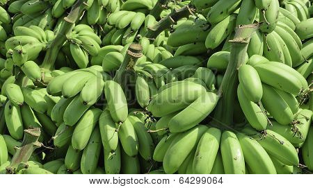 Pile Of Green Banana Called Kluay Khai
