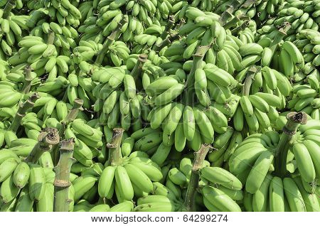 Pile Of Unripe Banana Called Kluay Khai