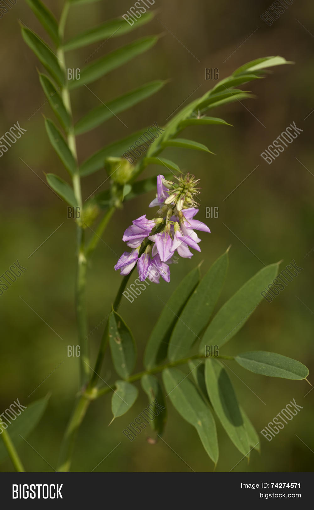 Солодка в дикой природе. Солодка рисунок. Glycyrrhiza glabra. Солодка корень. Солодка видео.