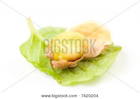 pistacienødder