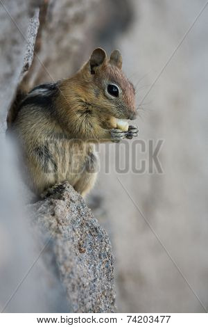 Chipmunk Close Up