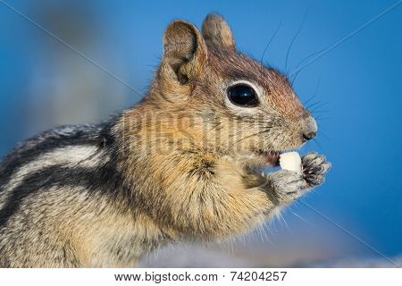 Chipmunk Close Up