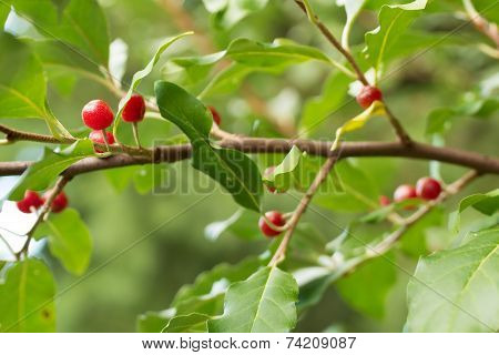 Ripe Autumn Olive Berries (elaeagnus Umbellata) Growing On A Branch