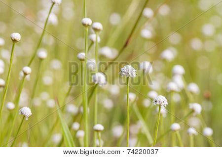 Eriocaulaceae flowers