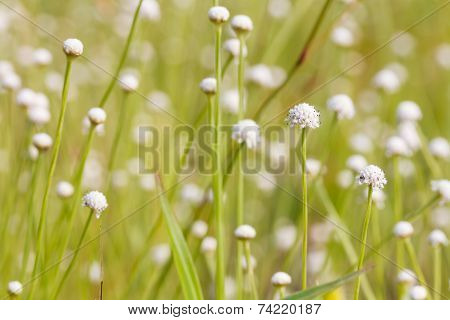 Eriocaulaceae flowers