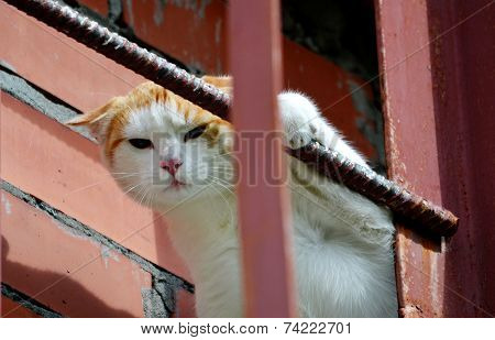 Home animals