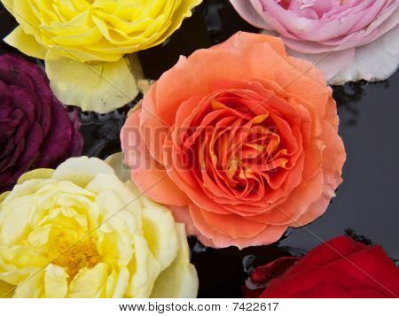 กุหลาบสวยงาม