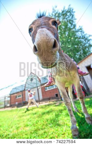 Donkey closeup portrait in sunny day