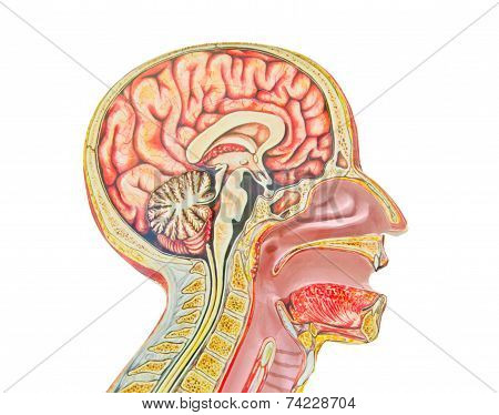 Human Anatomical Model Isolated Against A White Background An Of