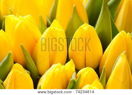beautiful yellow tulips, big bouquet
