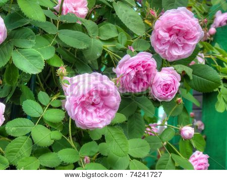 Pink Roses In The Garden