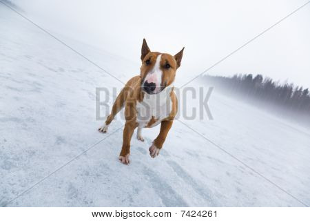 Bullterrier i isiga landskapet