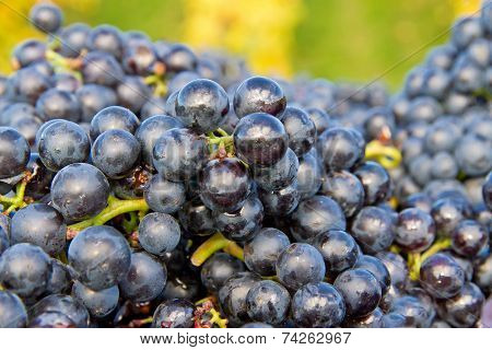 Blue wine grapes