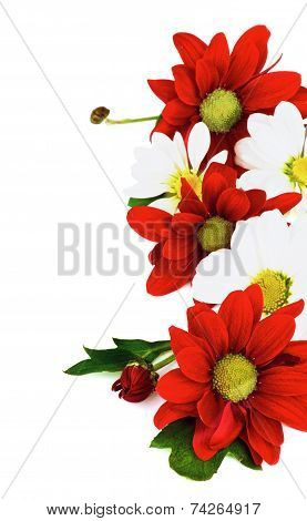 Daisy Frame