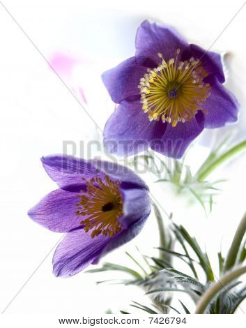 flor-Pulsatilla