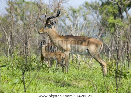 Afrika dyreliv: Impala