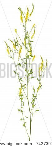 Melilotus Officinalis