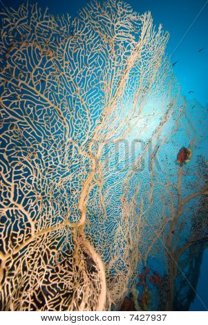 Soft Coral Sea Fan mit blauen Hintergrund