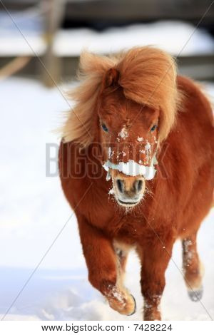 Pony