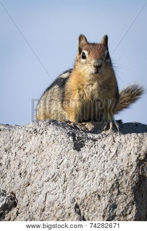Curious Chipmunk