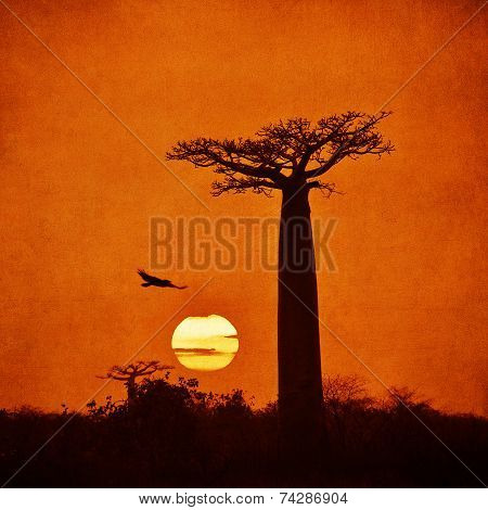 Vintage Image Of Baobab