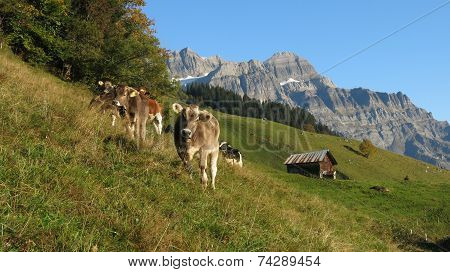 Grazing Calves In Glarus