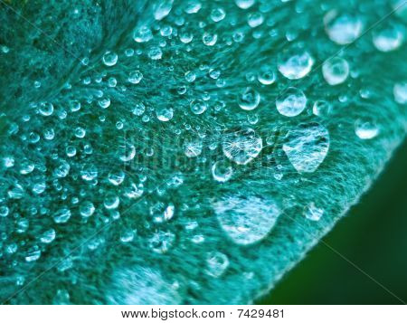 Macro goccioline d'acqua sulle orecchie degli agnelli Fuzzy