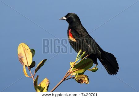 ชายแดง– winged Blackbird