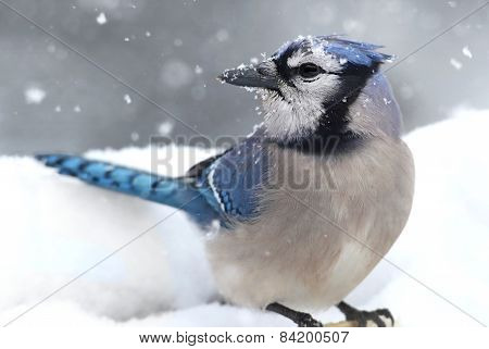 Blue Jay In Snow