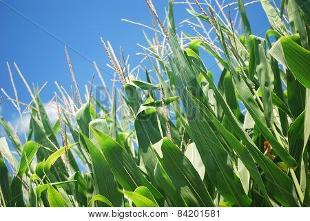 Corn Stalks