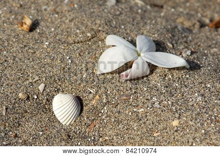 Flower And Shell In The Sand On The Beach