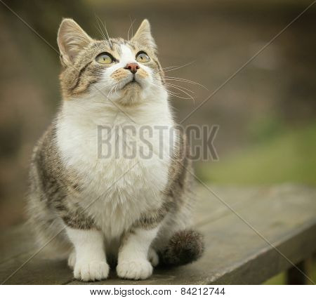 Tabby cat