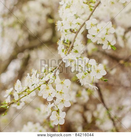 Blossoming Branches Of Trees In The Spring.