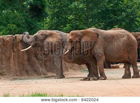 Elefanti africani