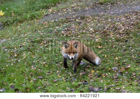 red fox