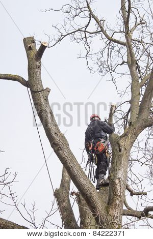 An arborist using a chainsaw to cut a walnut tree, dangerous work