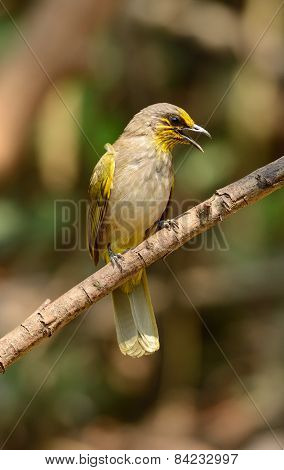Stripe-throated Bulbul (pycnonotus Finlaysoni)