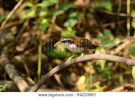 White-browed Scimitar-babbler (pomatorhinus Schisticeps)