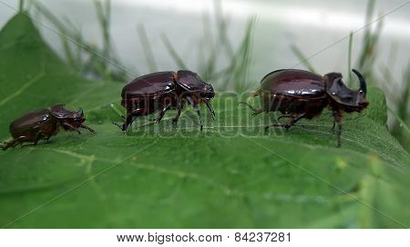 European Rhinoceros Beetle Group