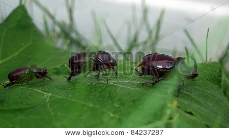 European Rhinoceros Beetle Group