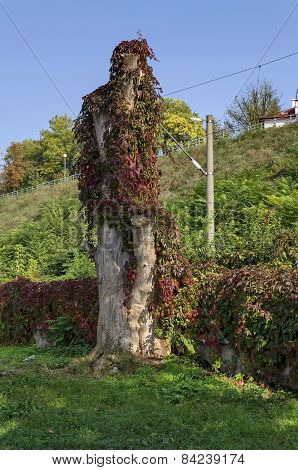 Trunk and fence overgrown with hedge in riverside park in Ruse town