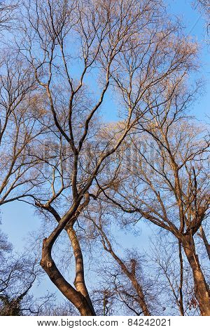 Dry, Bare Trunks And Branches Of The Tree Tops Attract Strict Picturesque Creative Arnamentom. As A