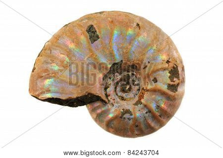 Ammonite Fossil I